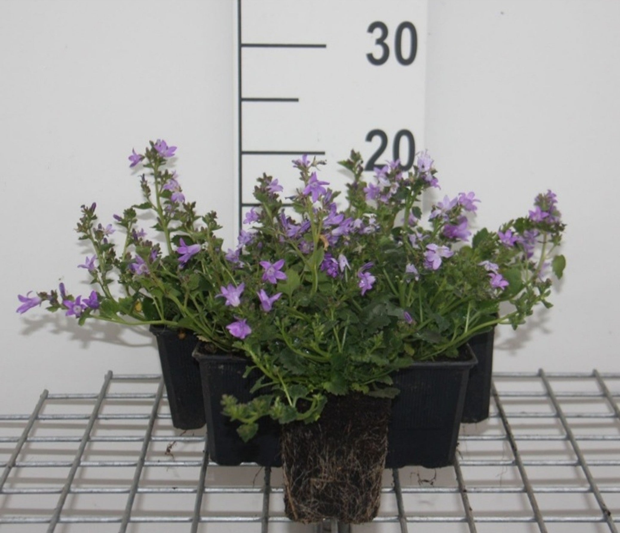 Klokjesbloem voor tuin, terras, of binnenshuis