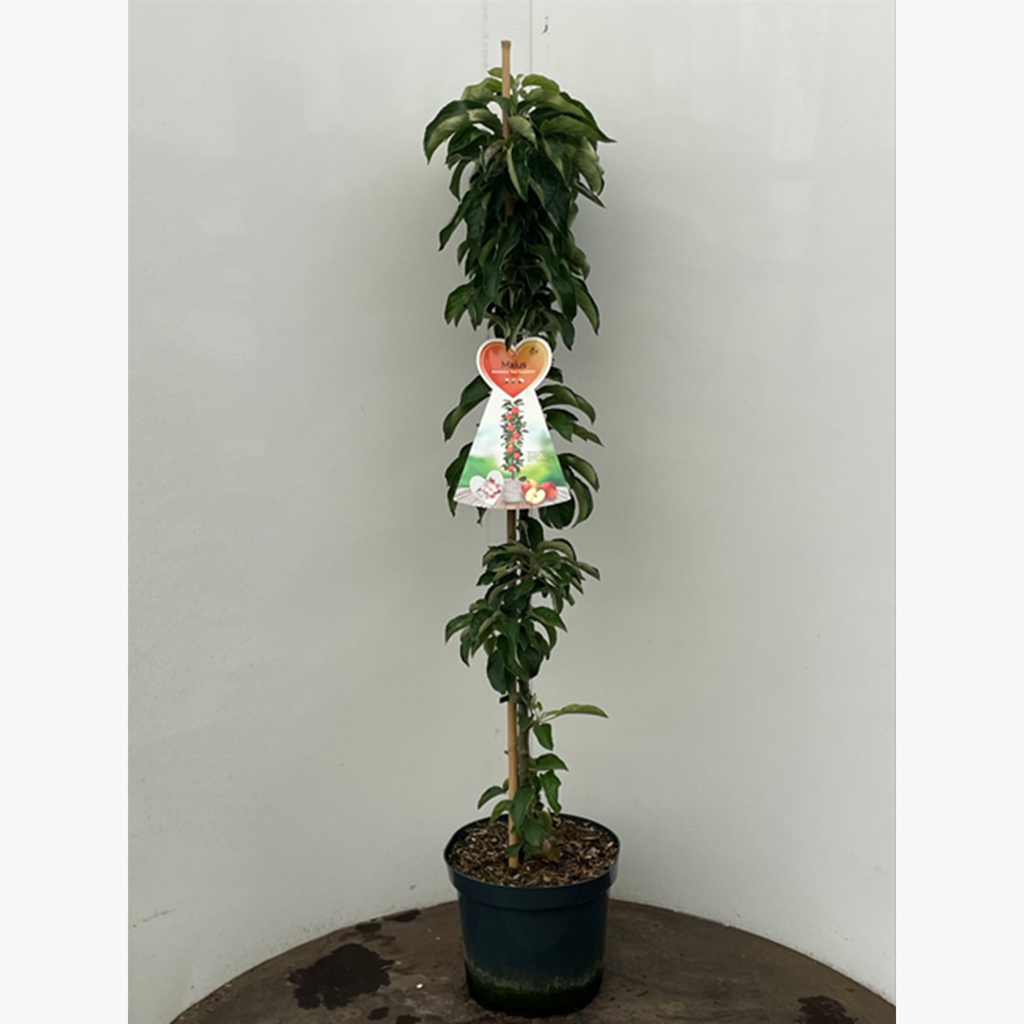 Patiofruit: appelboom