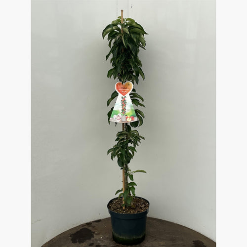 Patiofruit: appelboom