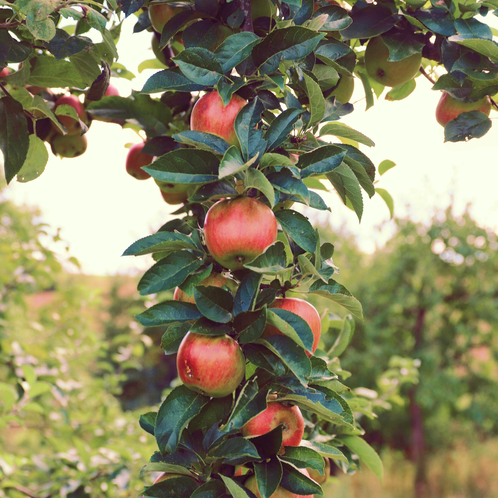 Patiofruit: appelboom