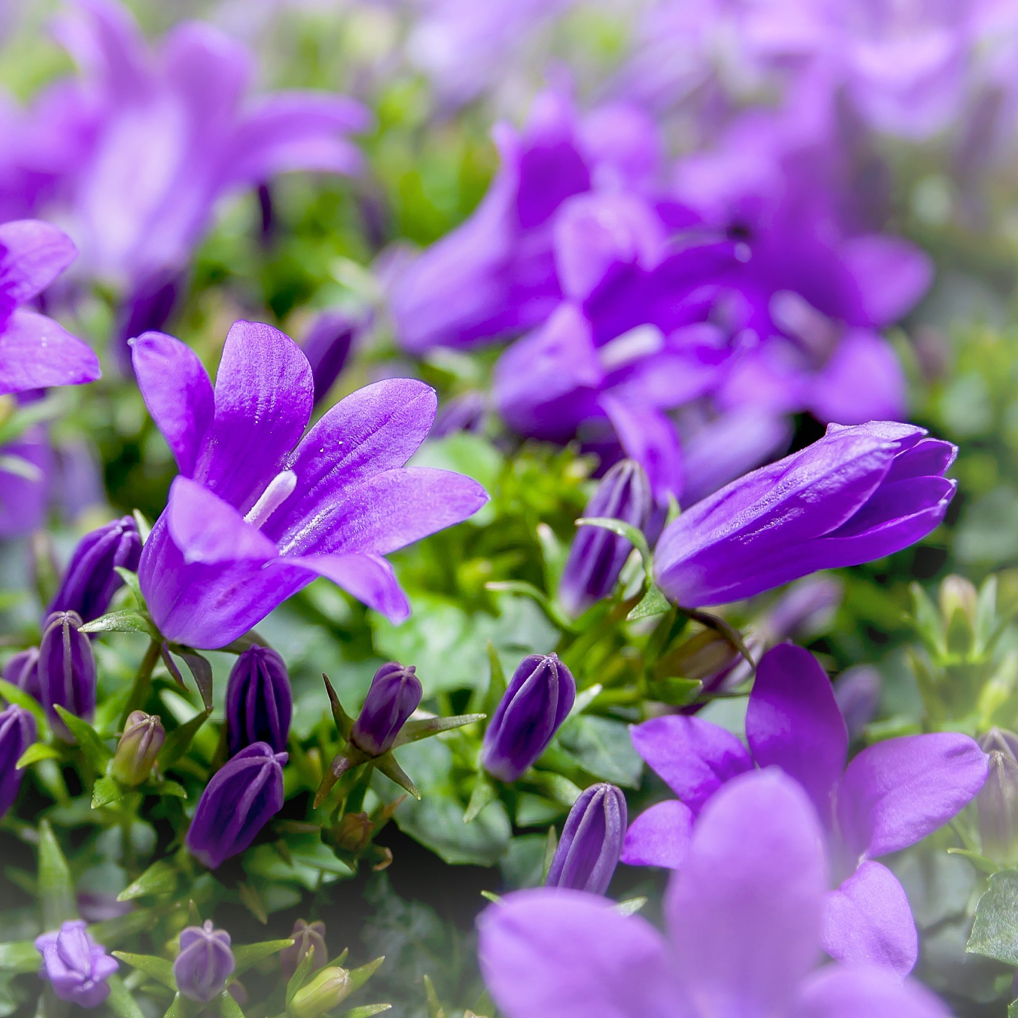 Kamer-, terras- of koerplant: Klokjesbloem