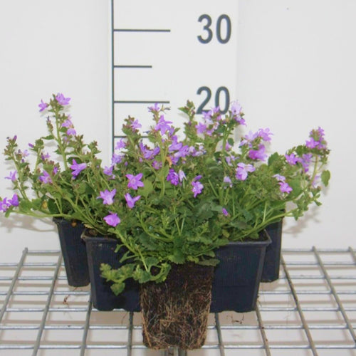 Kamer-, terras- of koerplant: Klokjesbloem