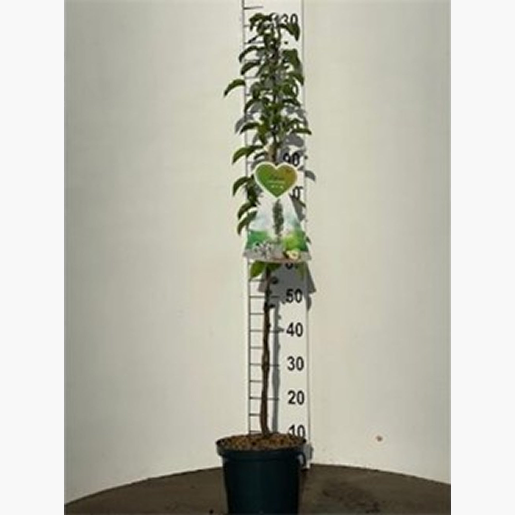 Patiofruit: perenboom