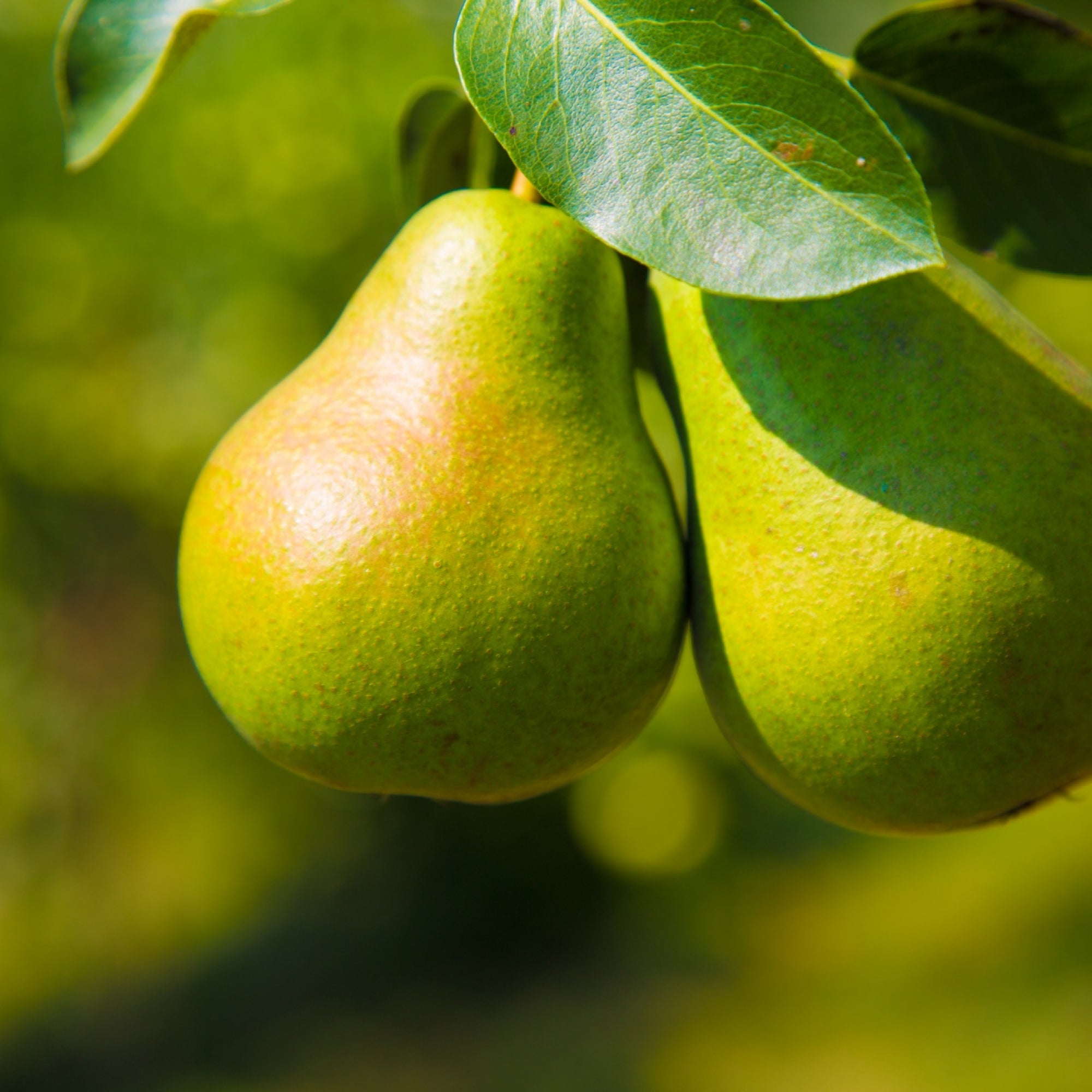 Patiofruit: perenboom