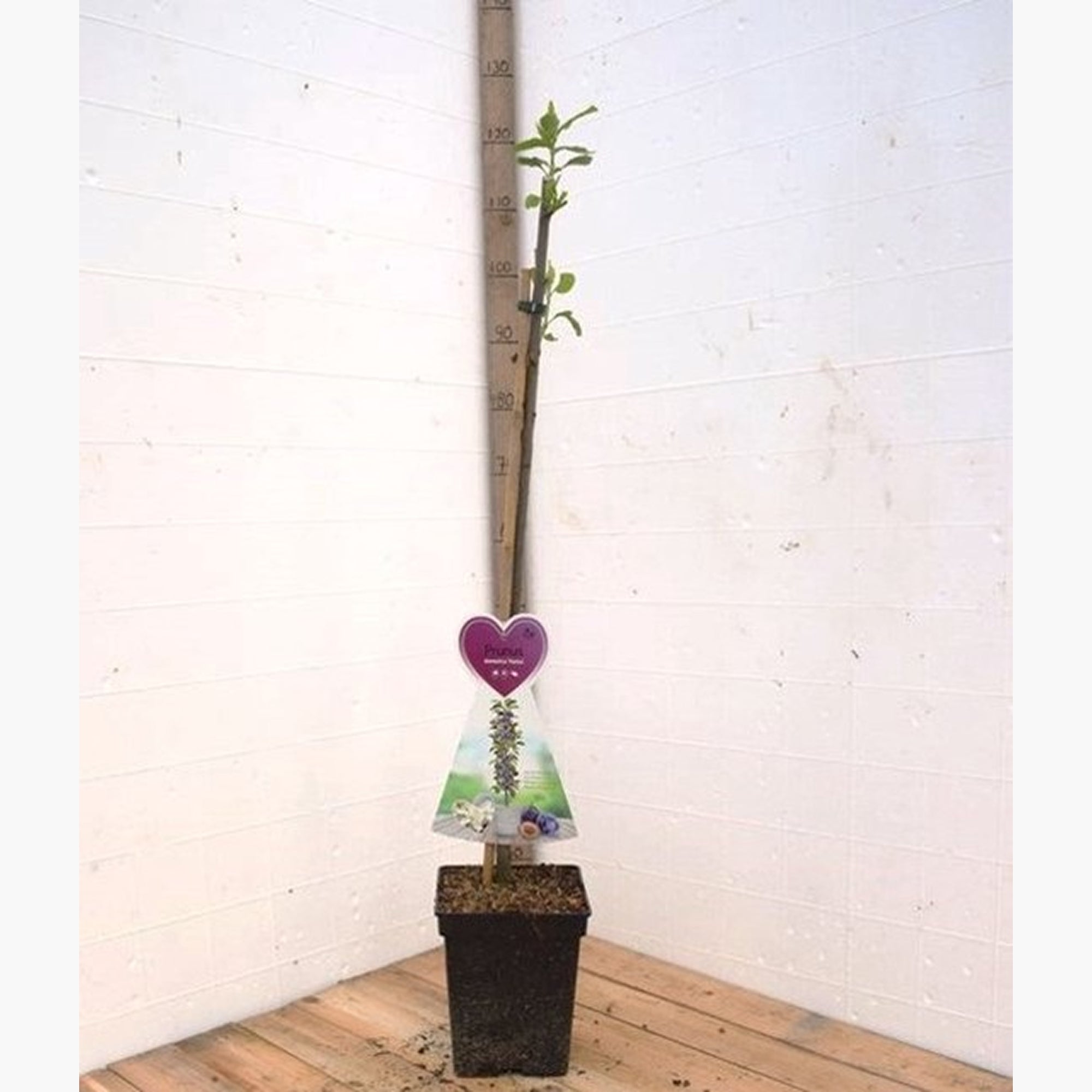 Patiofruit: pruimenboom “Mirabelle de Nancy”