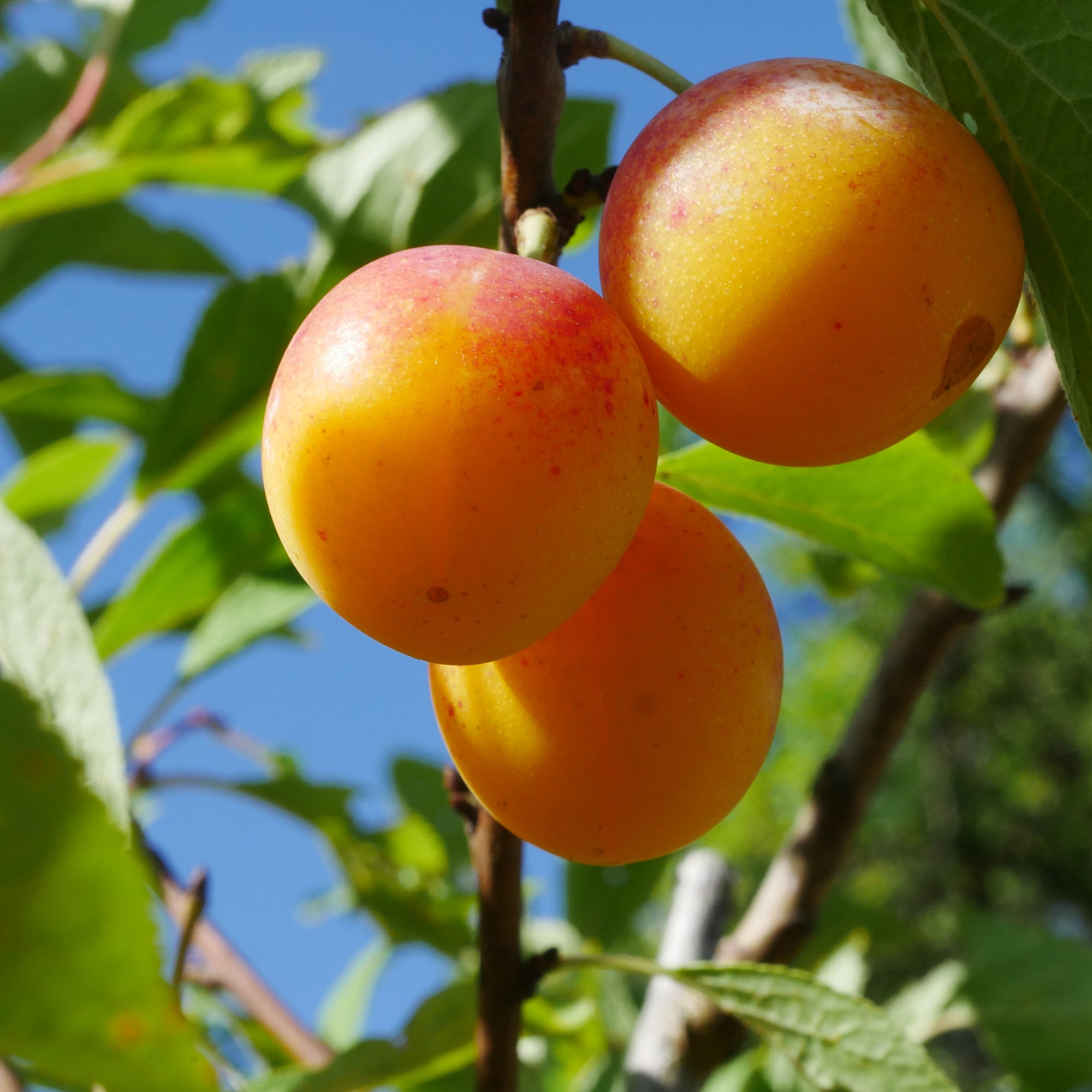Patiofruit: pruimenboom “Mirabelle de Nancy”