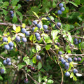 Vogelbosje